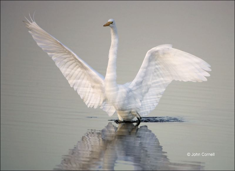 Great Egret;Egret;Florida;Ardea alba;Flying bird;action;aloft;behavior;flight;fly;flying;soar;wing;winged;wings;one animal;Color Image;Photography;Birds;Animals in the Wild;Action;Active;in flight;motion;movement;soaring;One;avifauna;bird;birds;feather;feathered;outdoors;outside;untamed;wild;color;color photograph;daytime;close up;color image;photography;animals in the wild;feathers;wilderness;perch;perching;watching;watchful;Close up